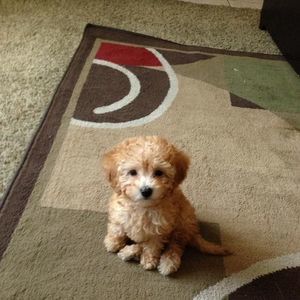 Meet your Posher, Mia